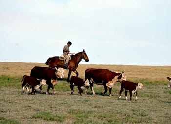 fiesta-provincial-del-novillo-fraga-3